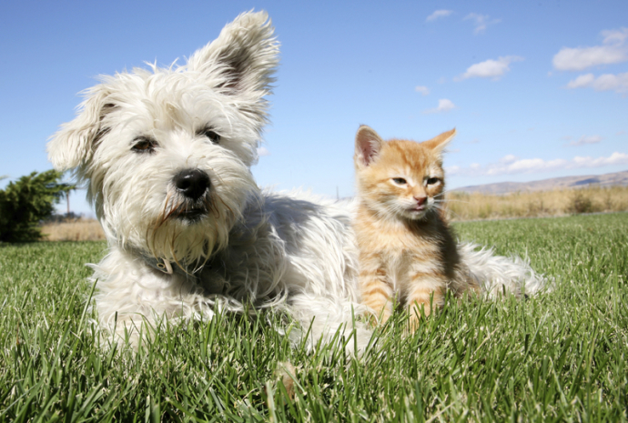 dog & cat sitting in field