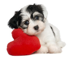 dog on heart shaped pillow