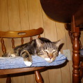 cat sleeping on chair Boo