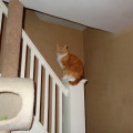 cat on stair banister Dewey