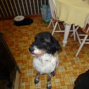 dog sitting on kitchen floor