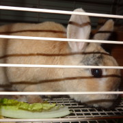 bunny in cage