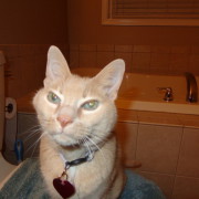 cat sitting on toilet lid