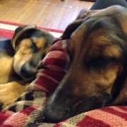 two dogs sleeping on cushion
