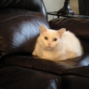 cat sitting on recliner